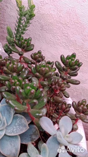 Суккулент седум рубротинктум