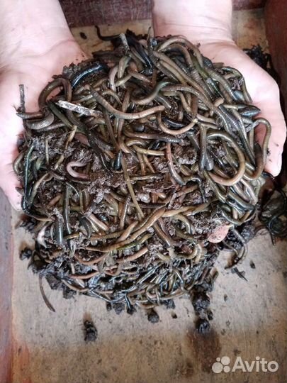 Крупный зелёный