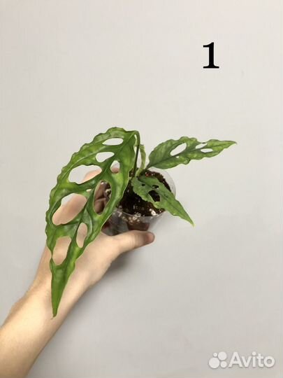 Монстера обликва Перу