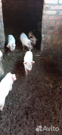 Поросята