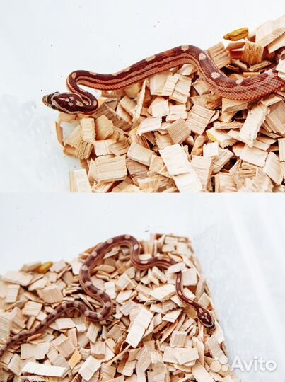 Змея маисовый полоз