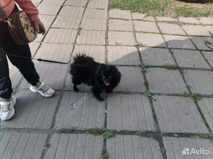 Собака в добрые руки шпиц