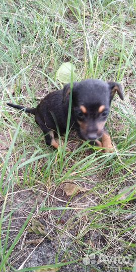 Щенок в добрые руки