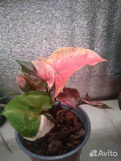 Сингониум клубничный лед galaxy