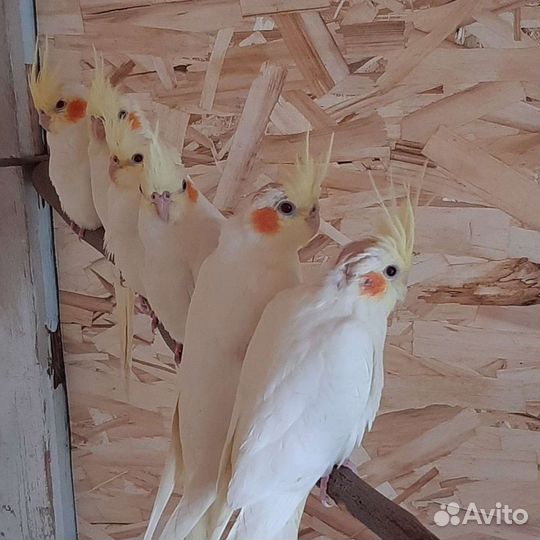 Попугай корелла, молодые птенцы