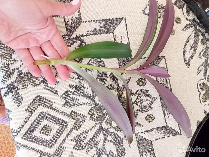 Комнатные растения цветы бесплатно