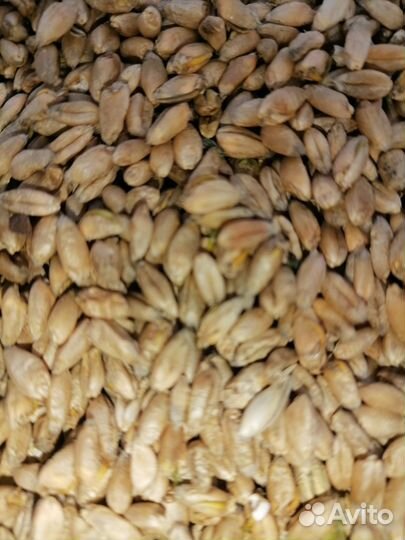 Пшеница в мешках