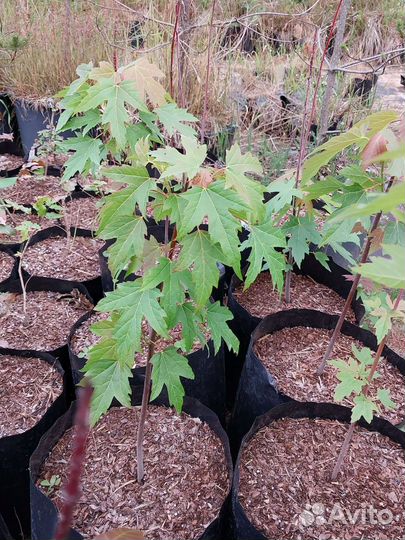 Клен канадский / сахарный