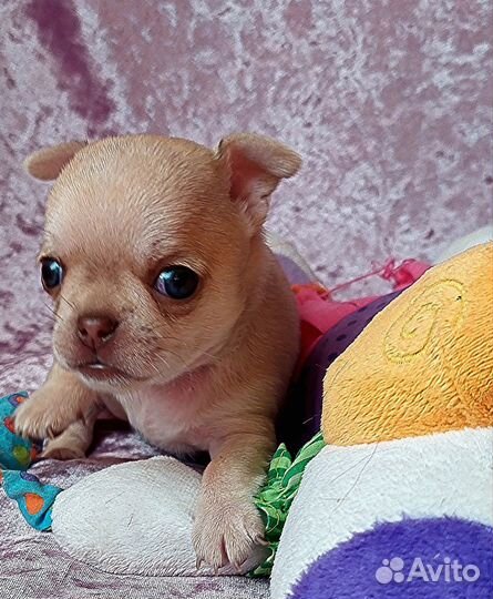 Щенки чихуахуа