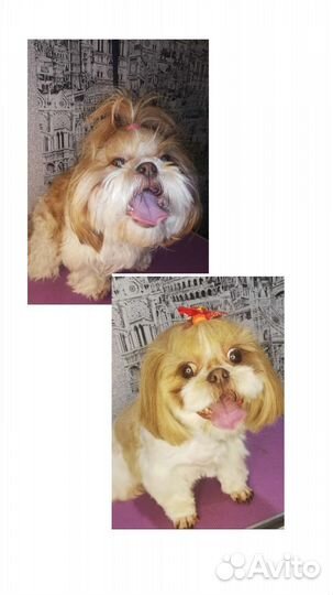 Стрижка собак и кошек. Ультразвуковая чистка зубов