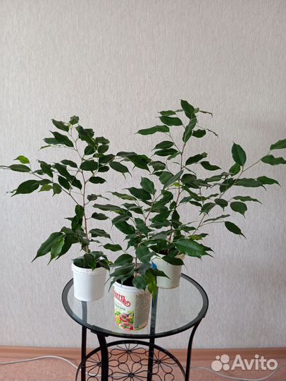 Фикус бенджамина крупнолистный