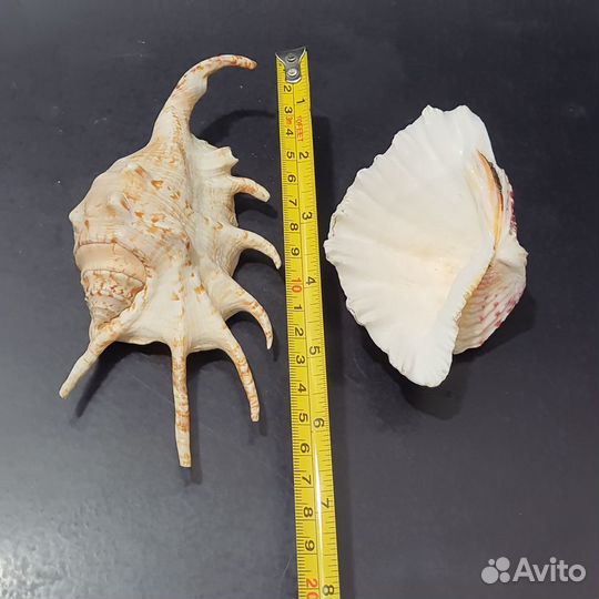 Морские раковины Ламбис, Фарфоровый моллюск