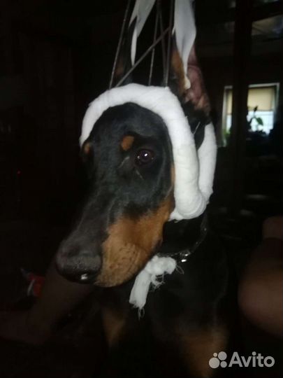 Корона для постановки ушей добермана