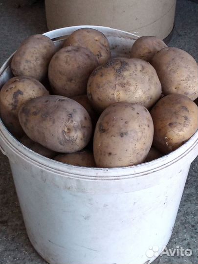 Картофель семеной