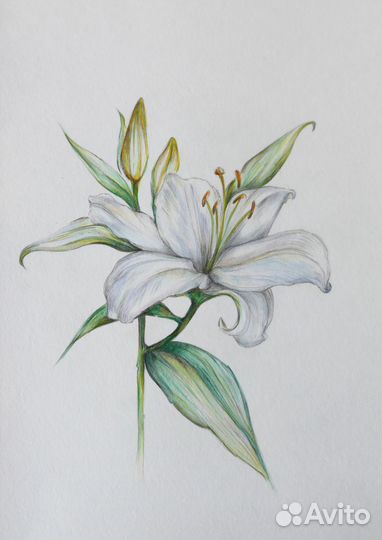 Картина / постер 