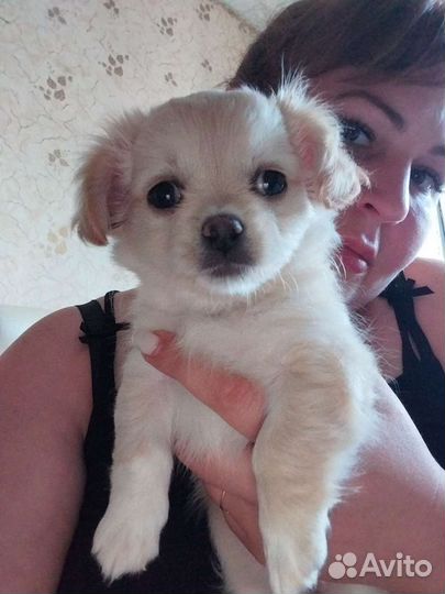 Чихуахуа щеночки