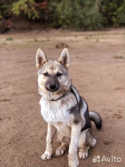 Собака в добрые руки