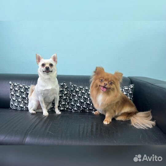 Уход за животными