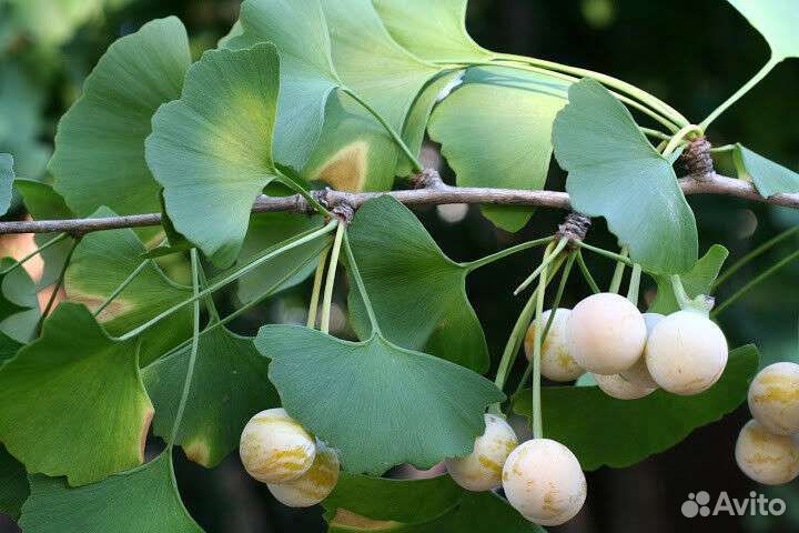 Гинкго билоба саженцы