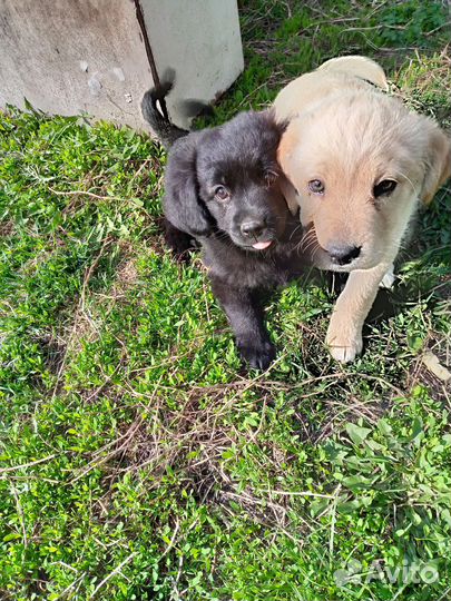 Щенки бесплатно в добрые ответственные руки