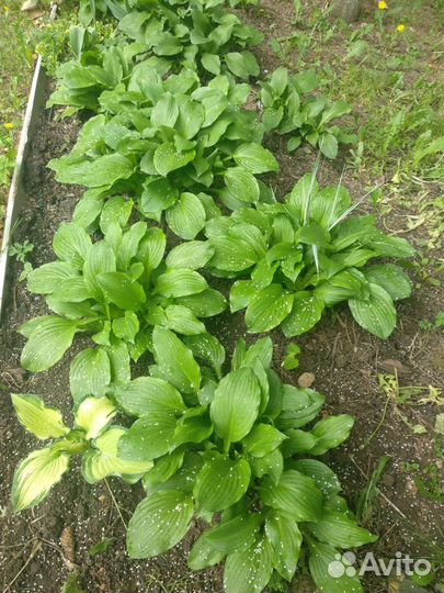 Хоста целый куст- не делянки(30 шт) + Гейхера (5шт