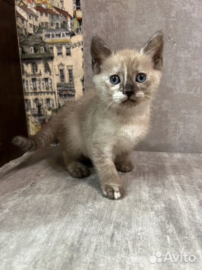 Манчкин нестандарт