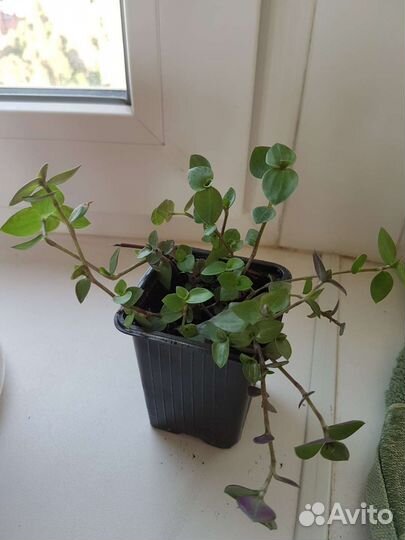 Коллизия репенс и голд