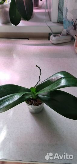 Орхидея бабочка, Fangmei A Hot (peloric)