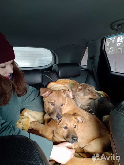 Щенок в добрые руки бесплатно