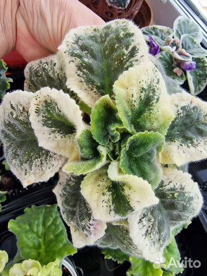 Сортовые фиалки