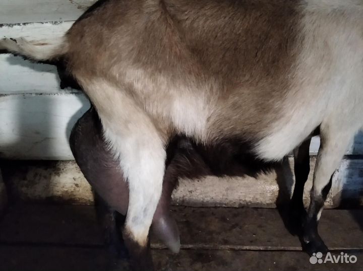 Дойные альпийские козы