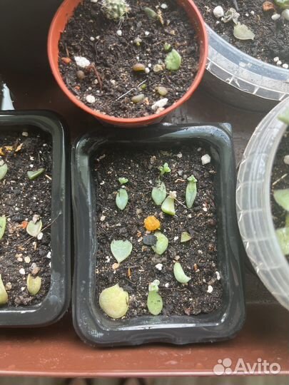 Кактусы и суккуленты