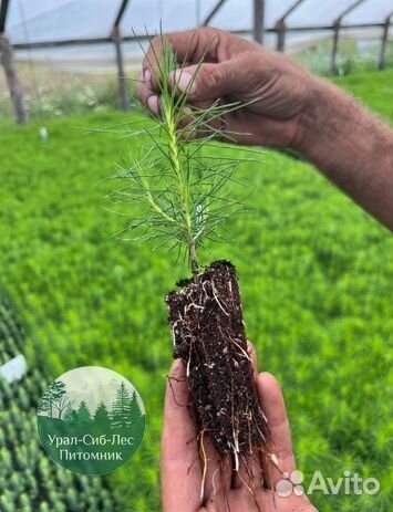 Сосна зкс окс сеянцы Ель Лиственница Голуб Горная