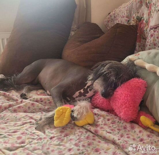 Передержка собак и кошек/Зоогостиница для животных