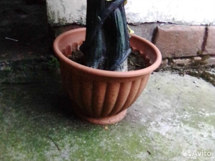 Искусственные цветы