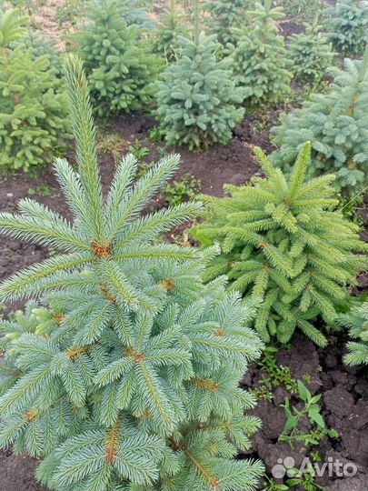 Хоста растение