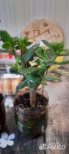 Крассула/толстянка/денежное дерево