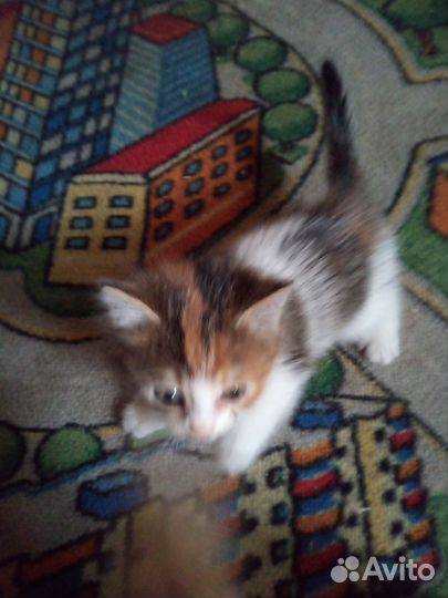 Котенок девочка, мышеловка