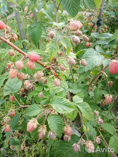 Саженцы малины