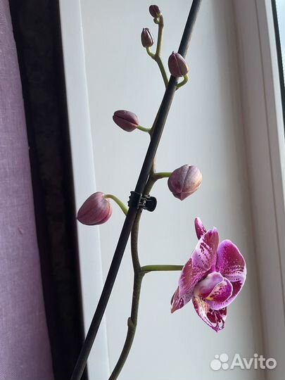 Орхидея фаленопсис
