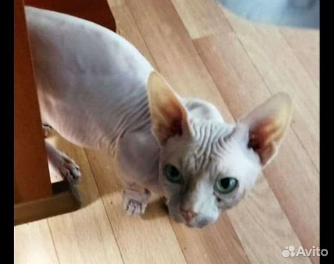 Канадский сфинкс бамбино