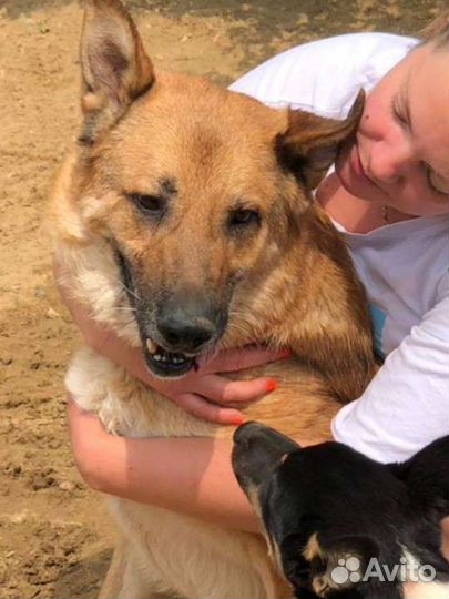 Немецкая овчарка в добрые руки