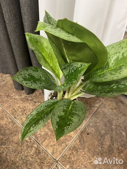 Аглаонема лимон минт