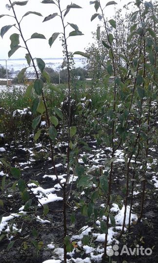 Плодовые деревья