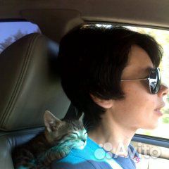 Бенгальские котята