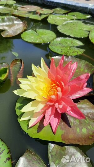 Нимфея Wanvisa