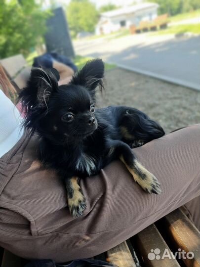 Чихуахуа девочка