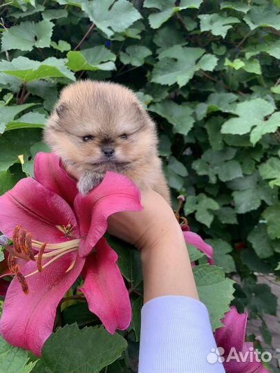 Помераночка