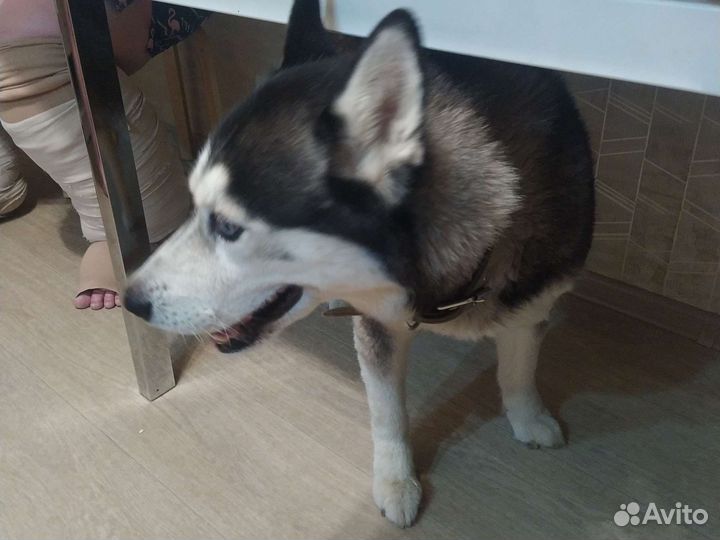 Собаки бесплатно