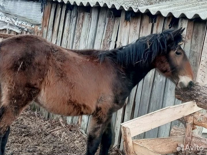 Продам жеребчека 1год